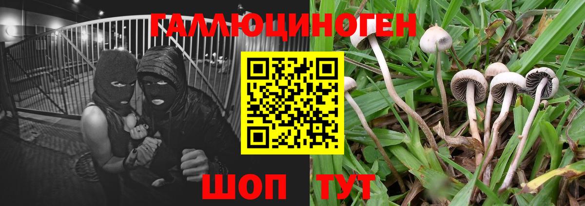 Галлюциногенные грибы Psilocybine cubensis Павловский Посад